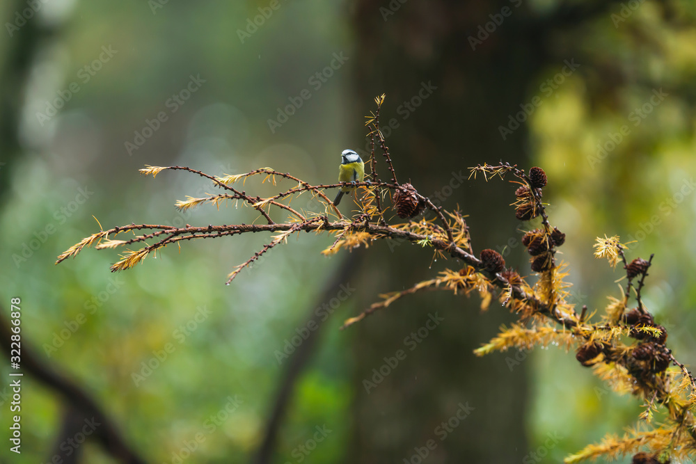 A blue tit perched on a fir branch in autumn woods. A blue tit perched on a fir branch in autumn woods.