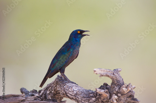 Glossy starling, starling in the wilderness of Africa
