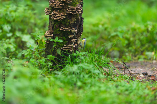 A blue tit on a mossy tree trunk.