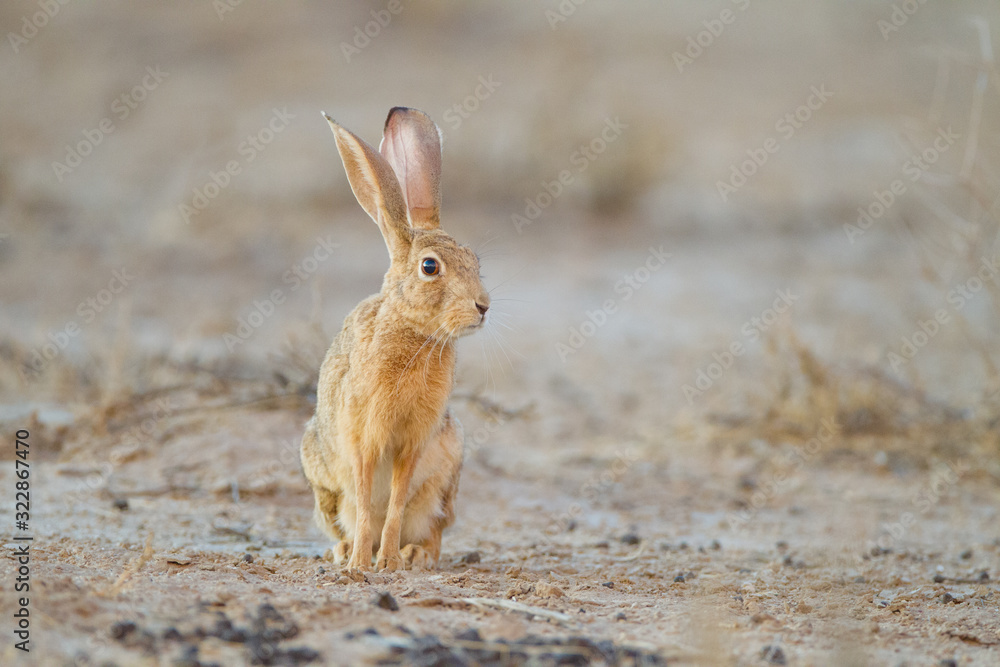 Hare, wild rabbit in the wilderness of Africa Hare, wild rabbit in the wilderness of Africa