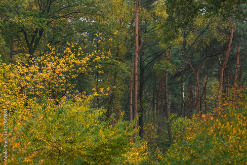 Woodland with yellow colored foliage during early fall.