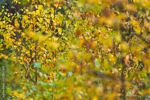 Bushes with yellow colored foliage in early fall.