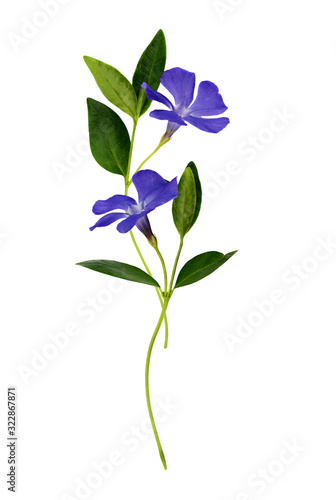 Fotótapéta Blue periwinkle flowers in. floral composition