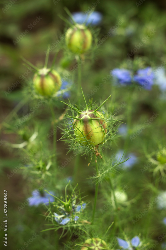 Dainty Nigella sativa flower with blue flowers (Love-in-a-mist), summer herb plant with different shades of blue flowers on small green shrub. Blackhead Seed Boxes