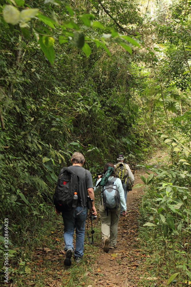 backpackers walking along nature trail in the high jungle rainforest, Venezuela. Conservation and ecotourism concept