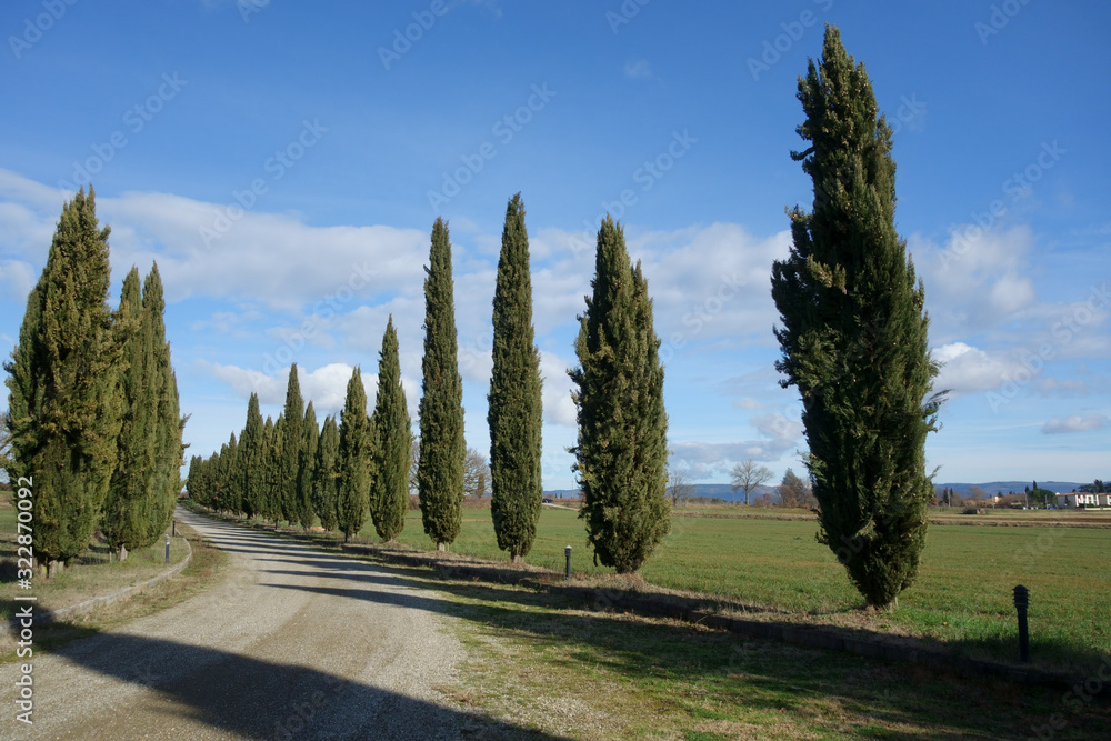 Tuscan scenery of a white country road lined with cypress trees against a background of a blue sky with few clouds. Italy.