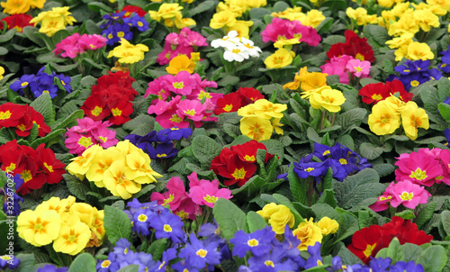 Bunte Primeln - colourful primroses