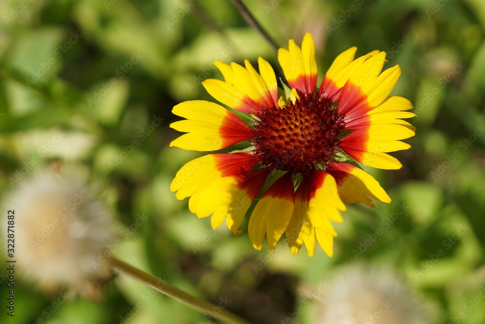 Obraz premium A colorful blanket flower