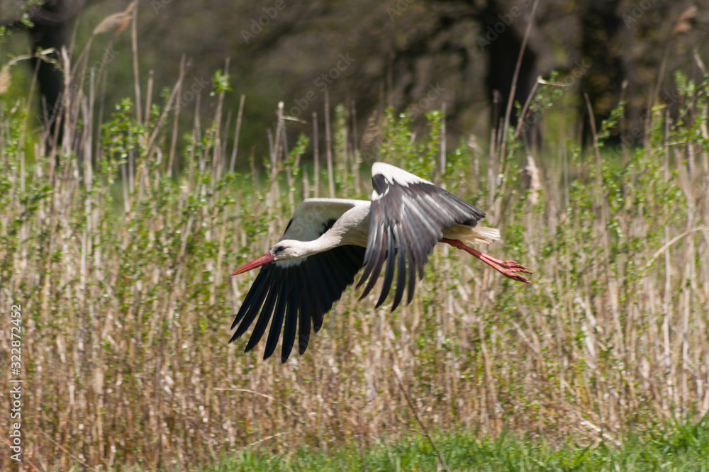 Naklejka premium stork in flight (Ciconia ciconia)