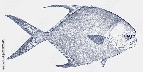 Pompano or derbio, trachinotus ovatus, a fish from the atlantic ocean in side view
