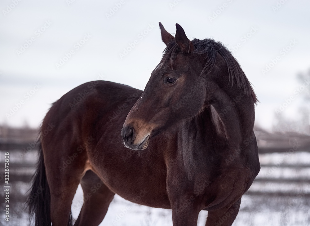 Bay horse posing in the snow in winter Bay horse posing in the snow in winter