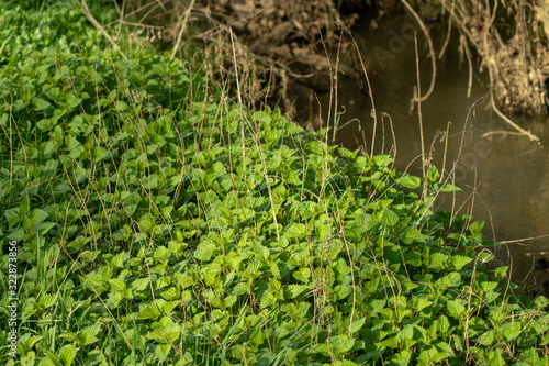  Proliferating nettles at the water s edge