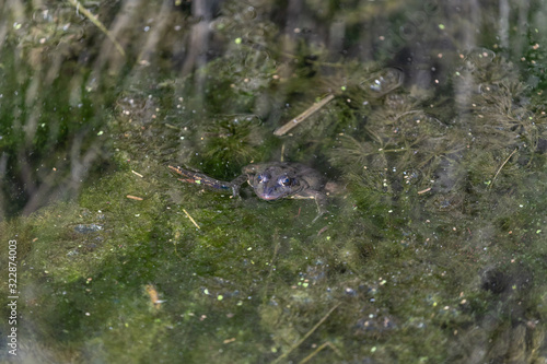 frog in pond © Photop