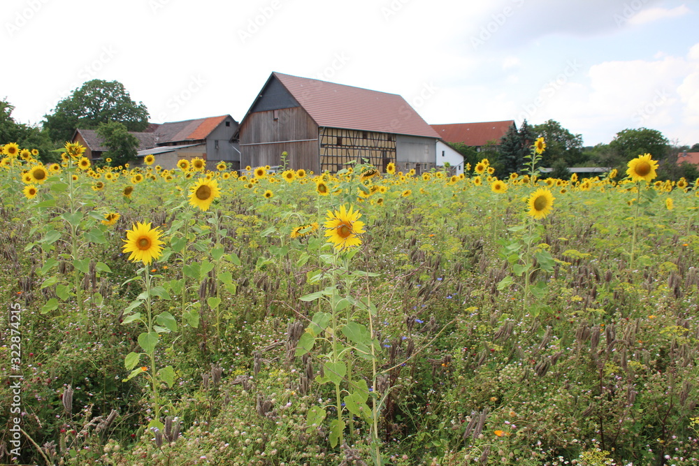 Natürlicher Lebensraum für Insekten, Wildblumen und Wildkräuter auf einem Blumenfeld Natürlicher Lebensraum für Insekten, Wildblumen und Wildkräuter auf einem Blumenfeld