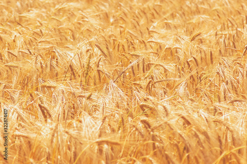 Backdround of  yellow wheat field on the sunset. Close up nature photo. Harvest  agriculture  agronomy  industry concept. Horizontal image.