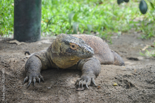 Komodo Dragon © Rafael