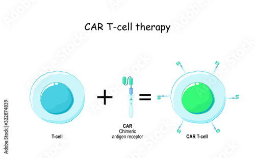 T cell and Chimeric antigen receptor (CAR).