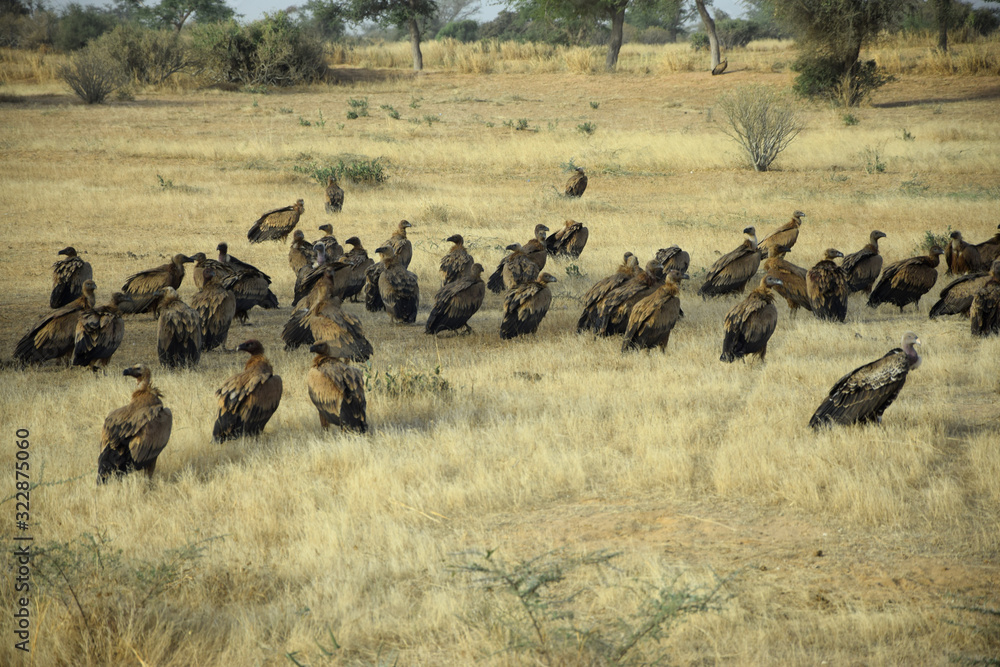 African white-backed vulture (Gyps africanus) African white-backed vulture (Gyps africanus)