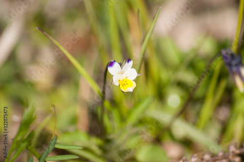 Viola tricolor flower macro photo