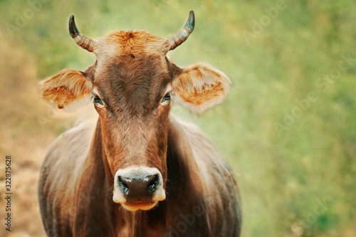 Cow grazing. A portrait of a bull looking right at you.