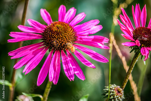 Bright Pink flower with a bee at the High Line New York