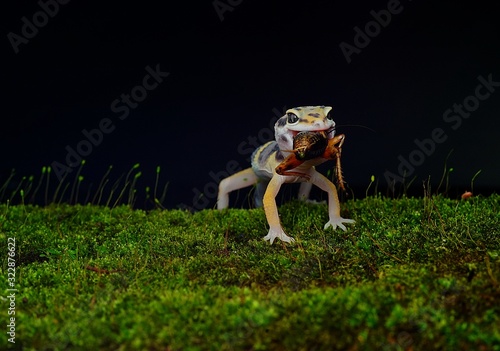 Leopard Gecko
