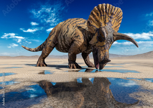 triceratops is drinking some water on the desert after rain side view © DM7