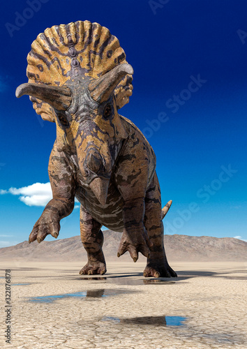 triceratops is standing up on the desert after rain © DM7