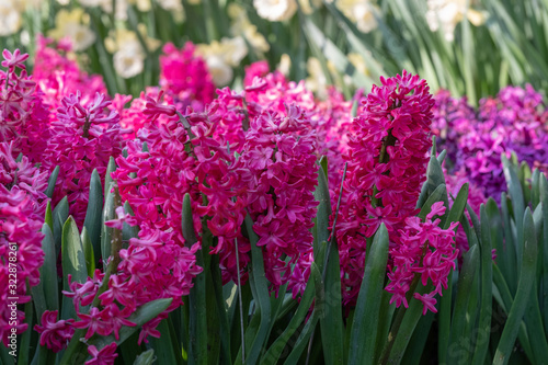 Deep pink hyacinths laid out at Keukenhof Gardens, Lisse, South Holland. Keukenhof is known as the Garden of Europe. photo