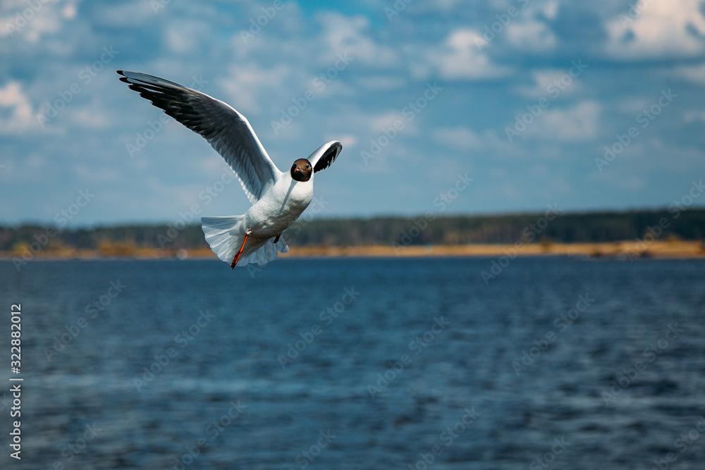 Flying black-headed gull on river background