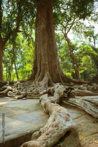 Wallpaper Mural Overgrown roots over the stone blocks of Ta Prohm temple ruins, located in the Angkor Wat complex near Siem Reap, Cambodia. Torontodigital.ca