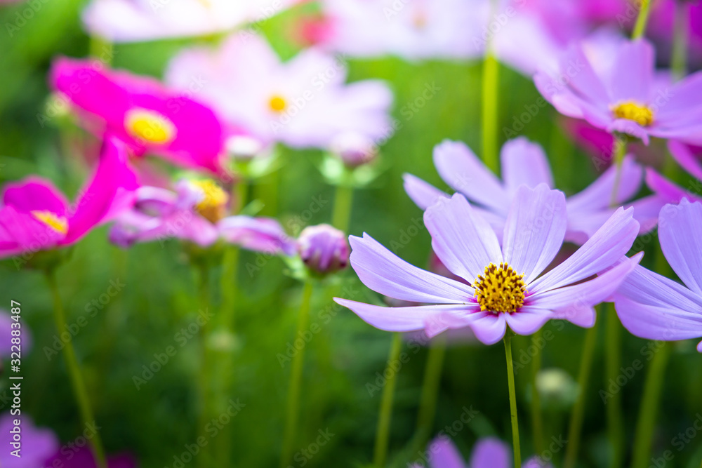 Beautiful Cosmos flowers in garden. Nature background. Beautiful Cosmos flowers in garden. Nature background.