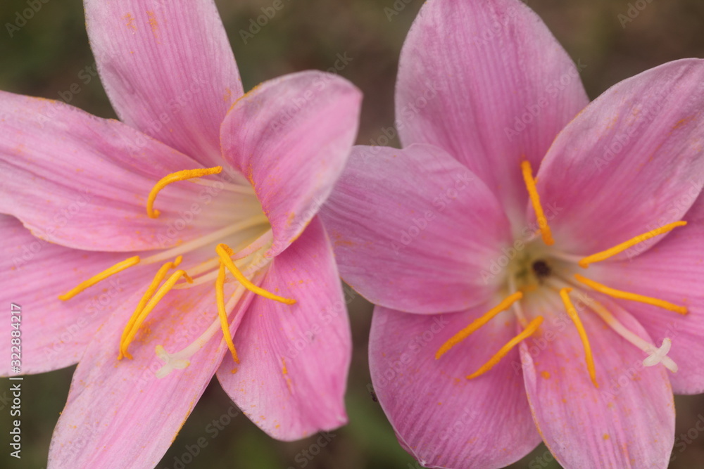 Fototapeta premium Amazing details of structure with stigma, petals, filaments and anther in clear detail flower Zephyranthes rosea flowers blooming after a heavy rain