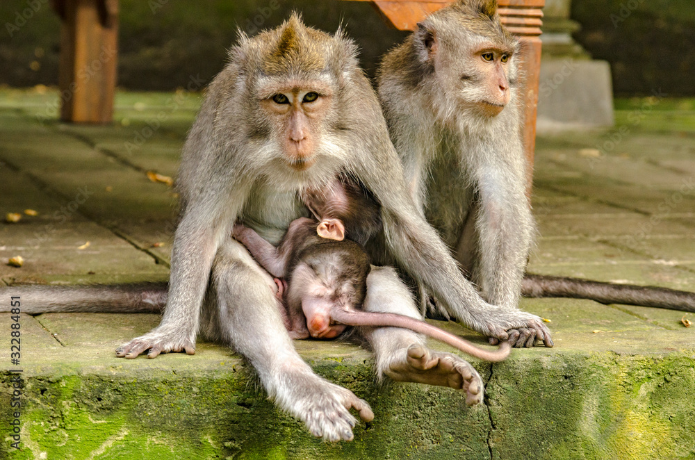 Fototapeta premium Monos del monkey forest de Ubud, Bali