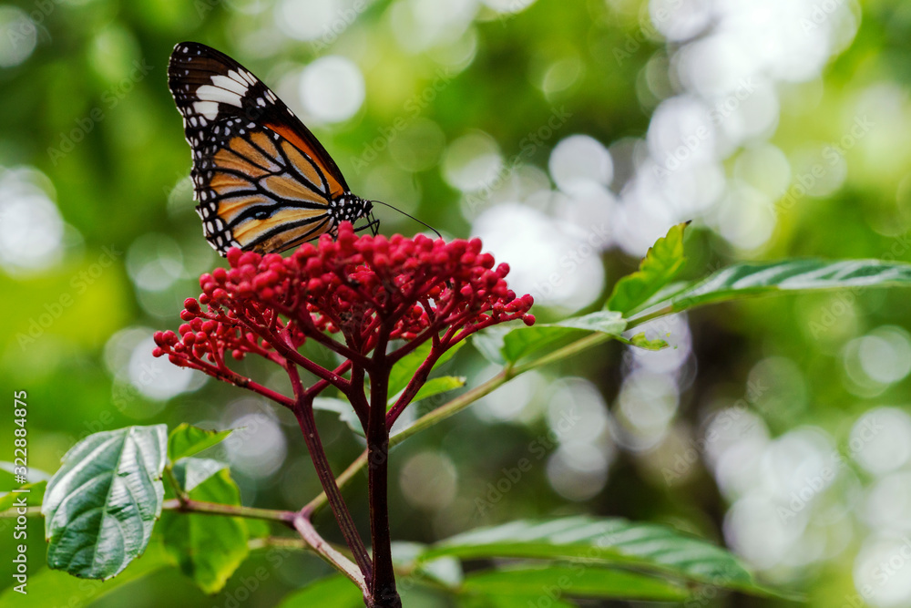 Obraz premium Close up monarch butterfly flying on red flower on nature background in garden spring summer season. Environment with yellow butterfly at outdoor on bokeh background.