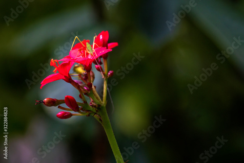 Botany fresh red jatropha integerrima flower with insect on blurred green leaves background. Peregrina or Spicy jatropha in Euphobiaceae family.