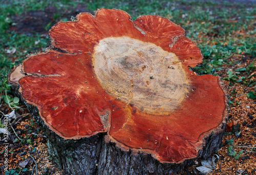 Natural yellow and red colours cut trunk with flower shape