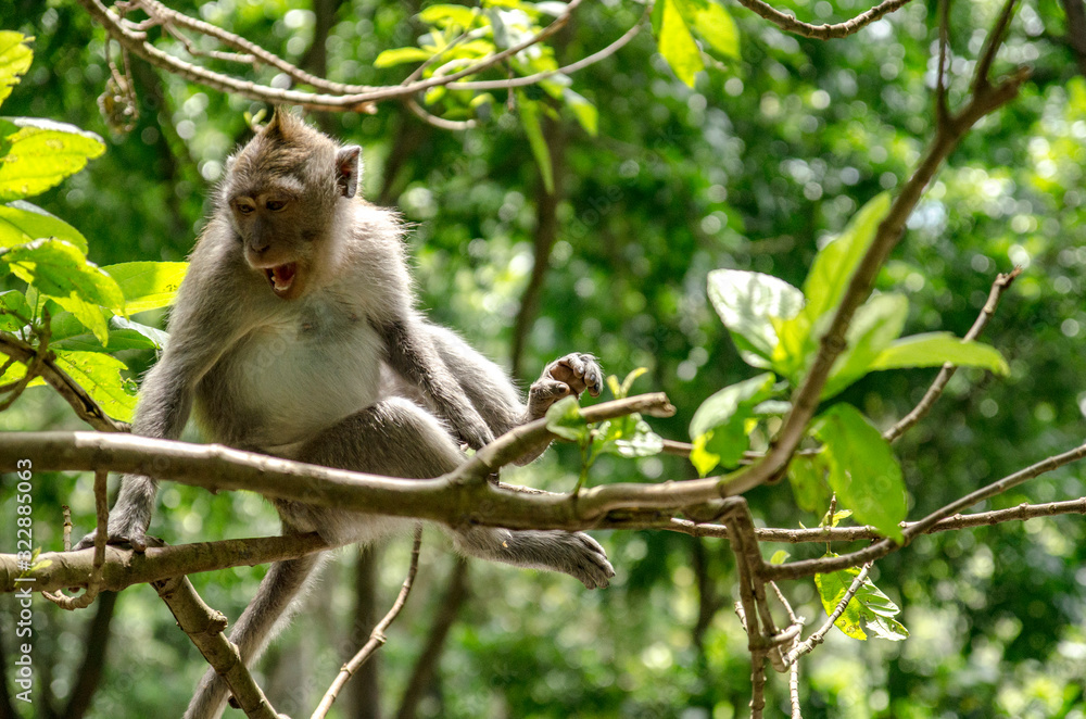 Monos del monkey forest de Ubud, Bali