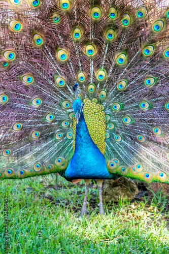 Fototapeta Naklejka Na Ścianę i Meble -  Colorful Indian Peacock Showing Off Plumage in a Garden Park