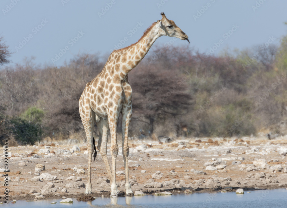 Fototapeta premium Girafe, Namibie