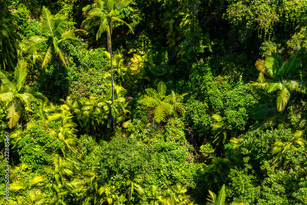 Top view of Australian rainforest in Kuranda