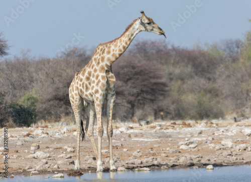 Girafe  Namibie