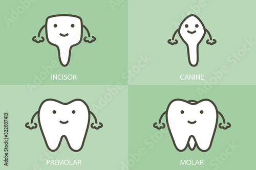 type of tooth ( incisor, canine, premolar, molar ) - dental cartoon vector flat style