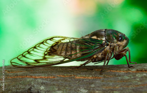 cicada perched on a trunk type macro © joel
