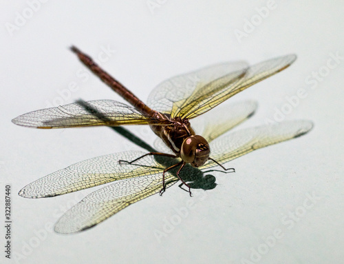 dragonfly with white background  macro style © joel