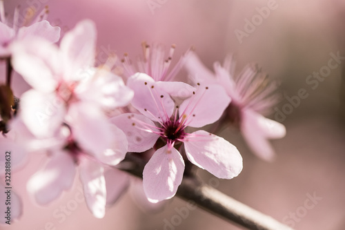 Pink japanese cherry blossom in spring