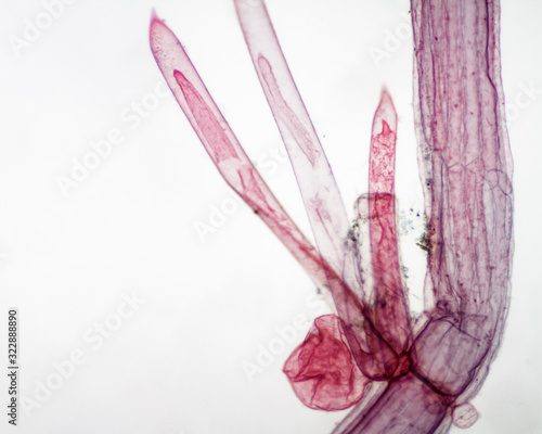 Micro-photograph of the aquatic plant Chara stonewort. photo