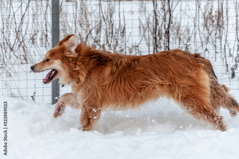 Large, beautiful red, cheerful dogs run and jump joyfully on a snow-covered area in the countryside, enjoying an outdoor walk in good winter weather Large, beautiful red, cheerful dogs run and jump joyfully on a snow-covered area in the countryside, enjoying an outdoor walk in good winter weather