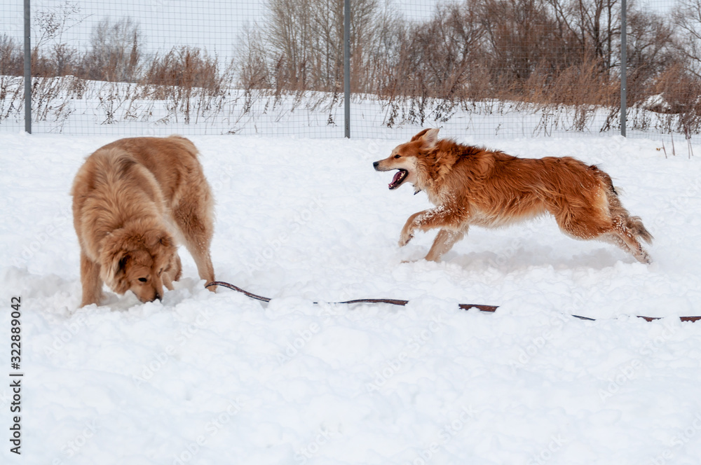 Large, beautiful red, cheerful dogs run and jump joyfully on a snow-covered area in the countryside, enjoying an outdoor walk in good winter weather Large, beautiful red, cheerful dogs run and jump joyfully on a snow-covered area in the countryside, enjoying an outdoor walk in good winter weather
