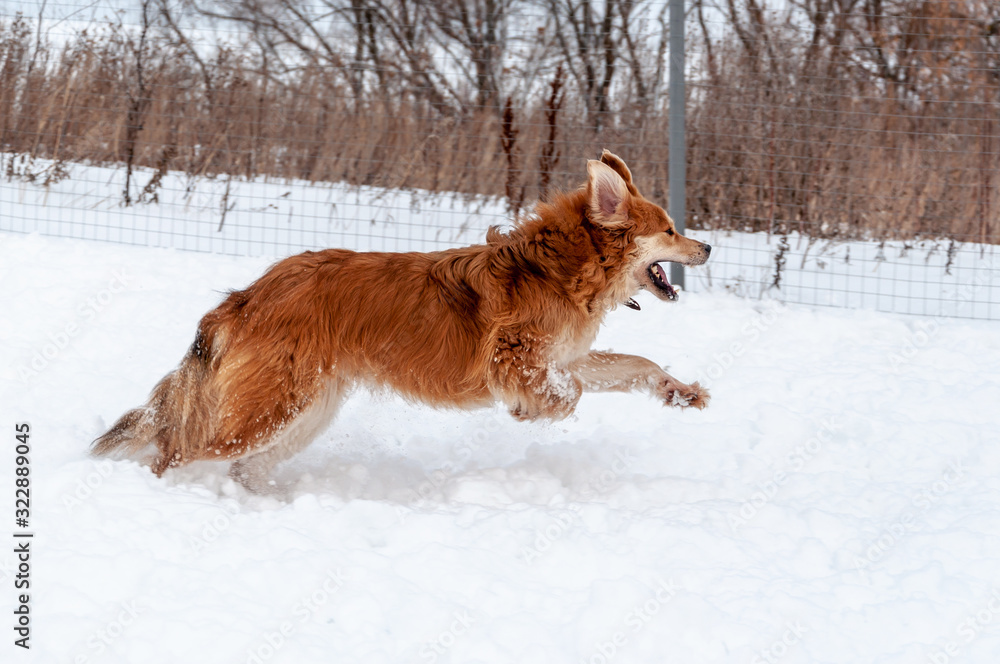 Large, beautiful red, cheerful dogs run and jump joyfully on a snow-covered area in the countryside, enjoying an outdoor walk in good winter weather